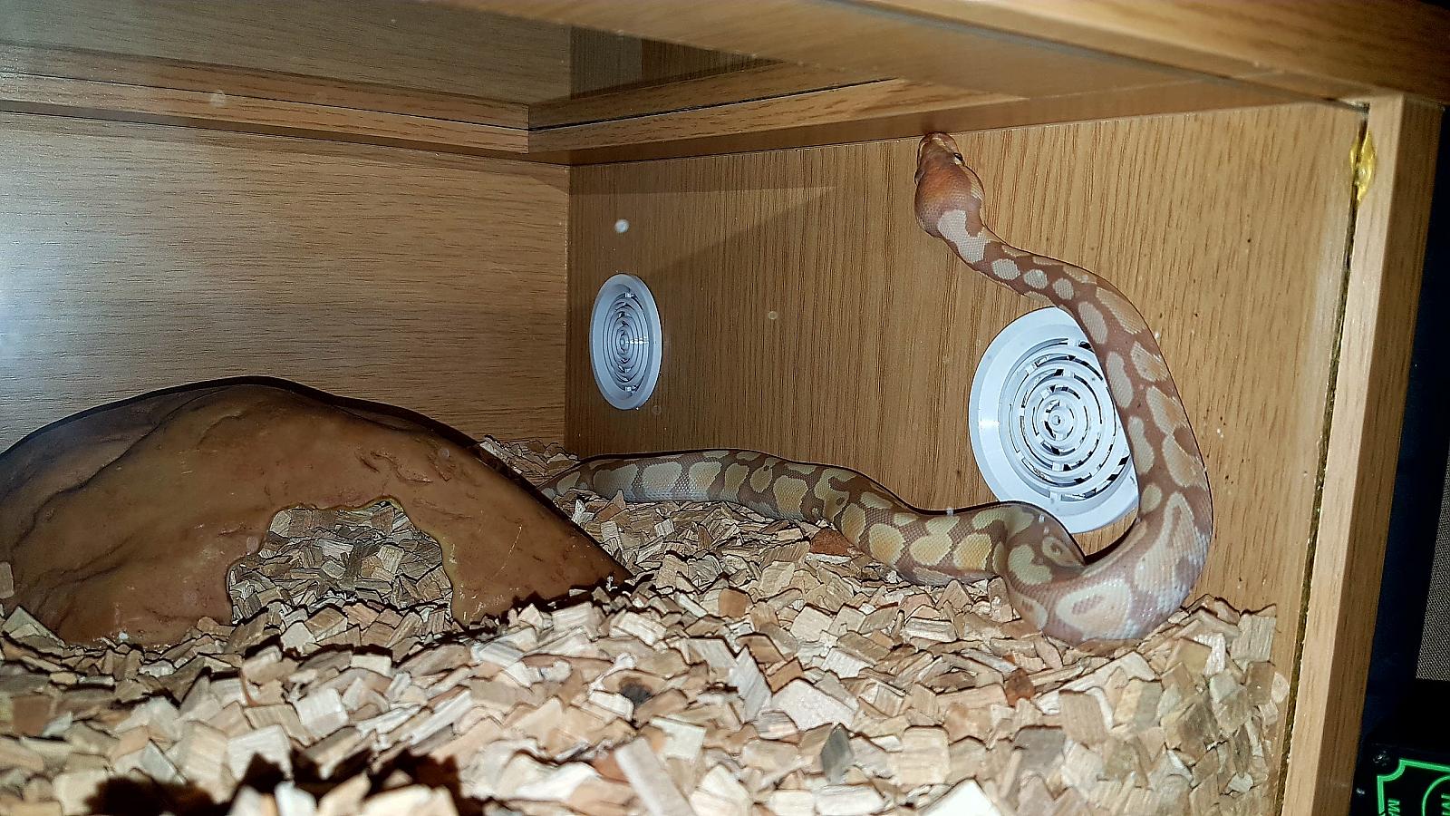 My ball python collection 2