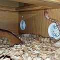 My ball python collection 2