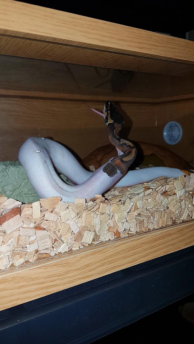 My ball python collection 2