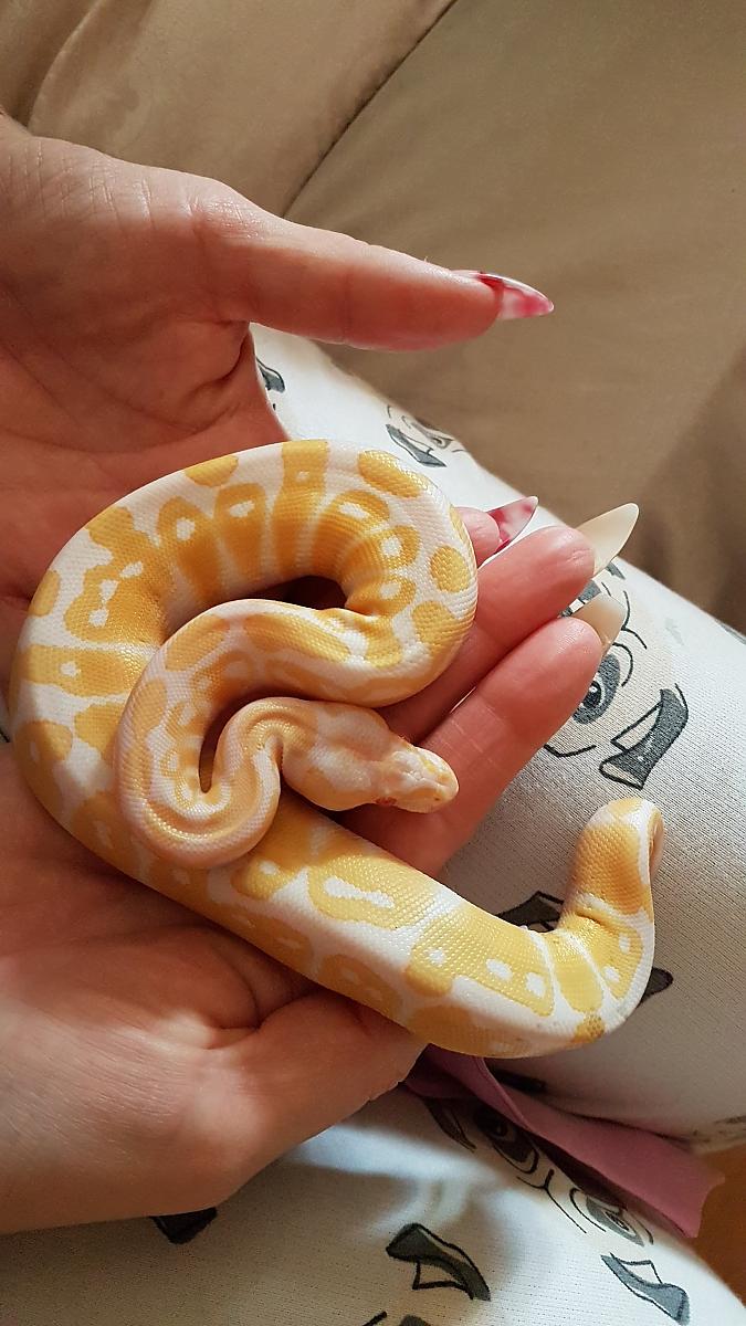 My ball python collection