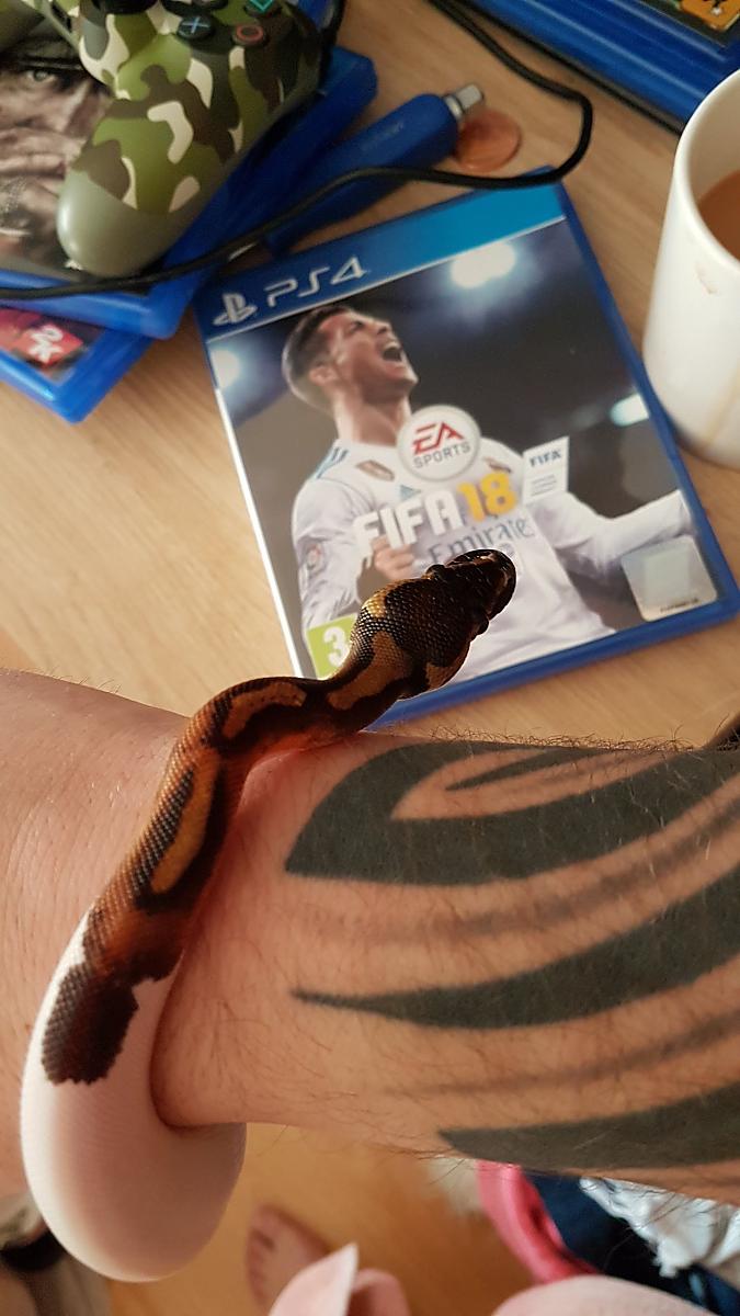 My ball python collection 2