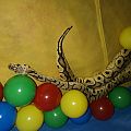 My ball python's,various