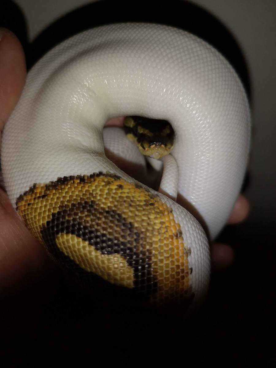 My ball python's,various