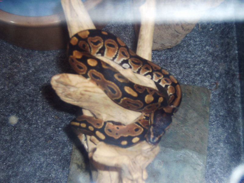 First good shed