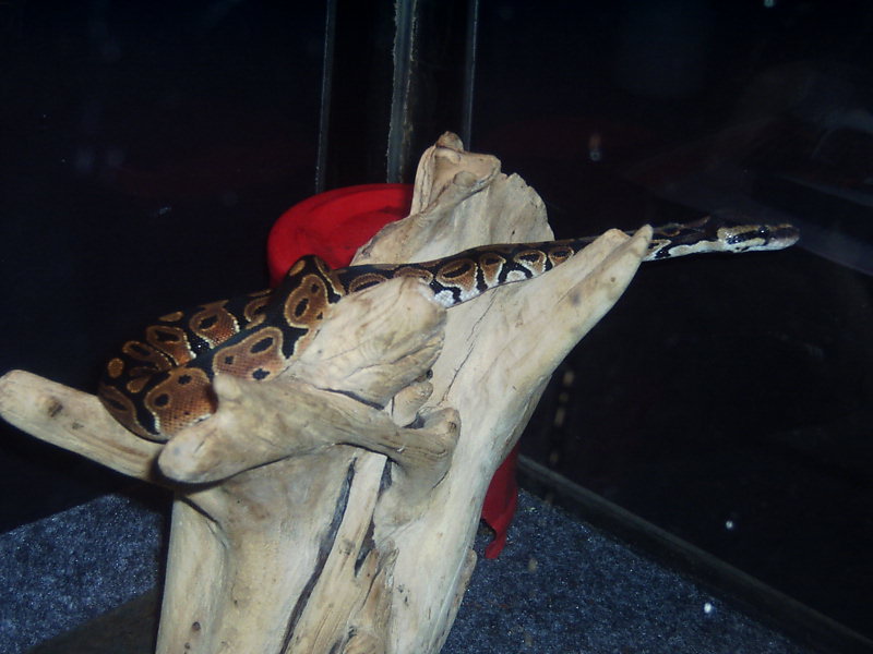 First good shed