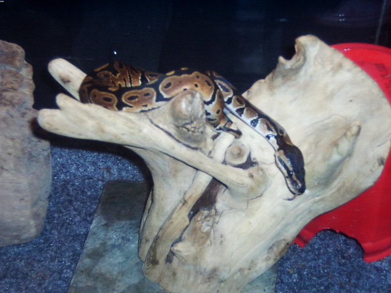 First good shed
