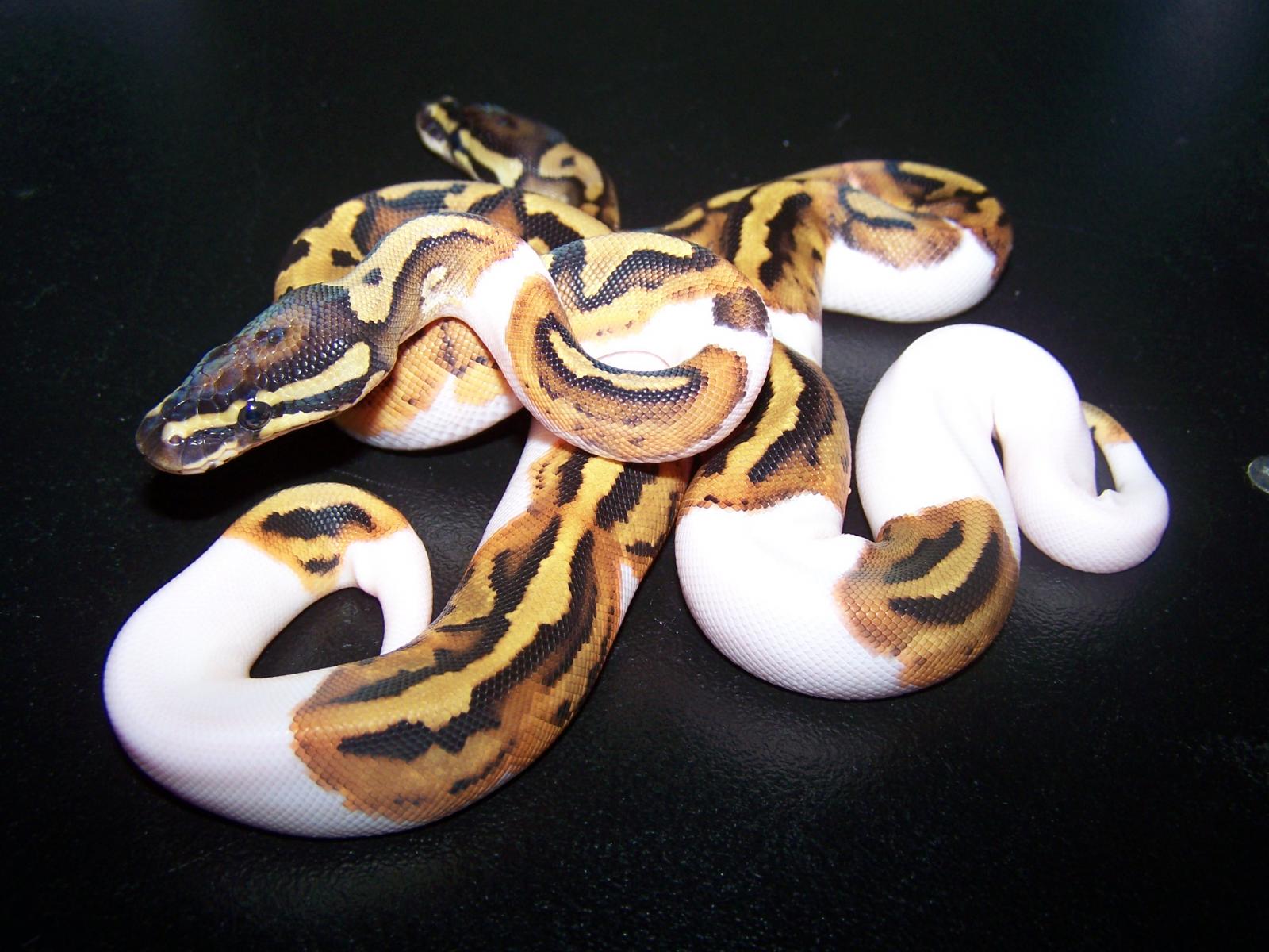 08 Pieds 7-17-08