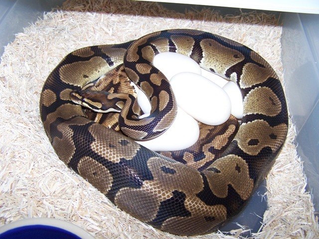 1st Eggs Of 08!