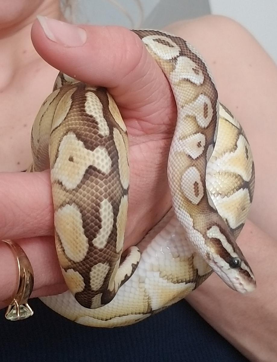pretty girl 🐍