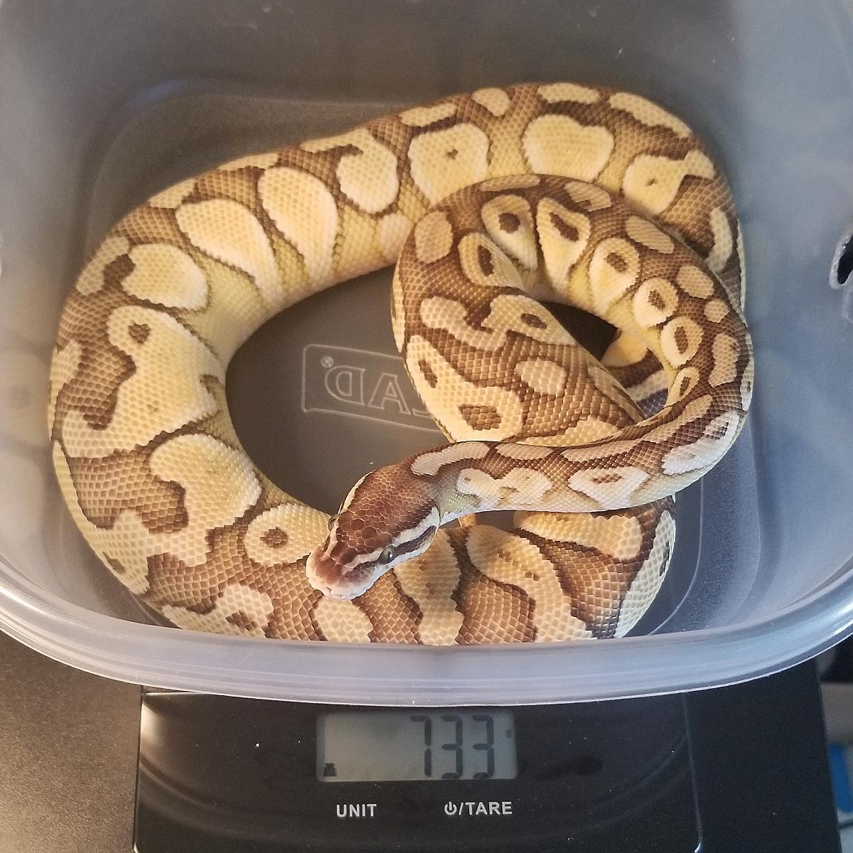 Update!!! Kova +700g now!