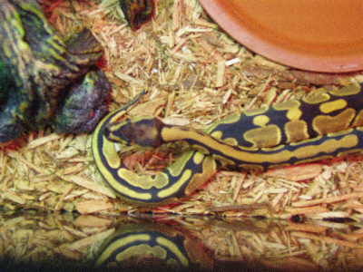 Velvet 1-1-08