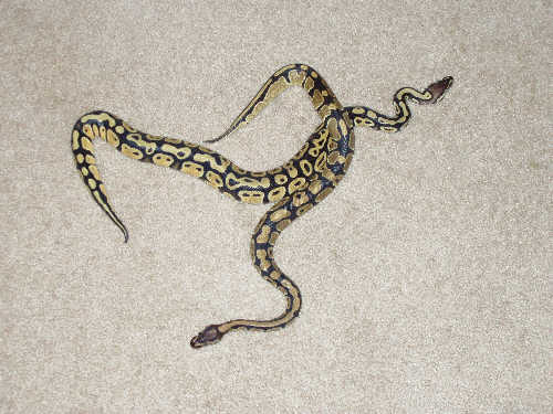 Slither Together