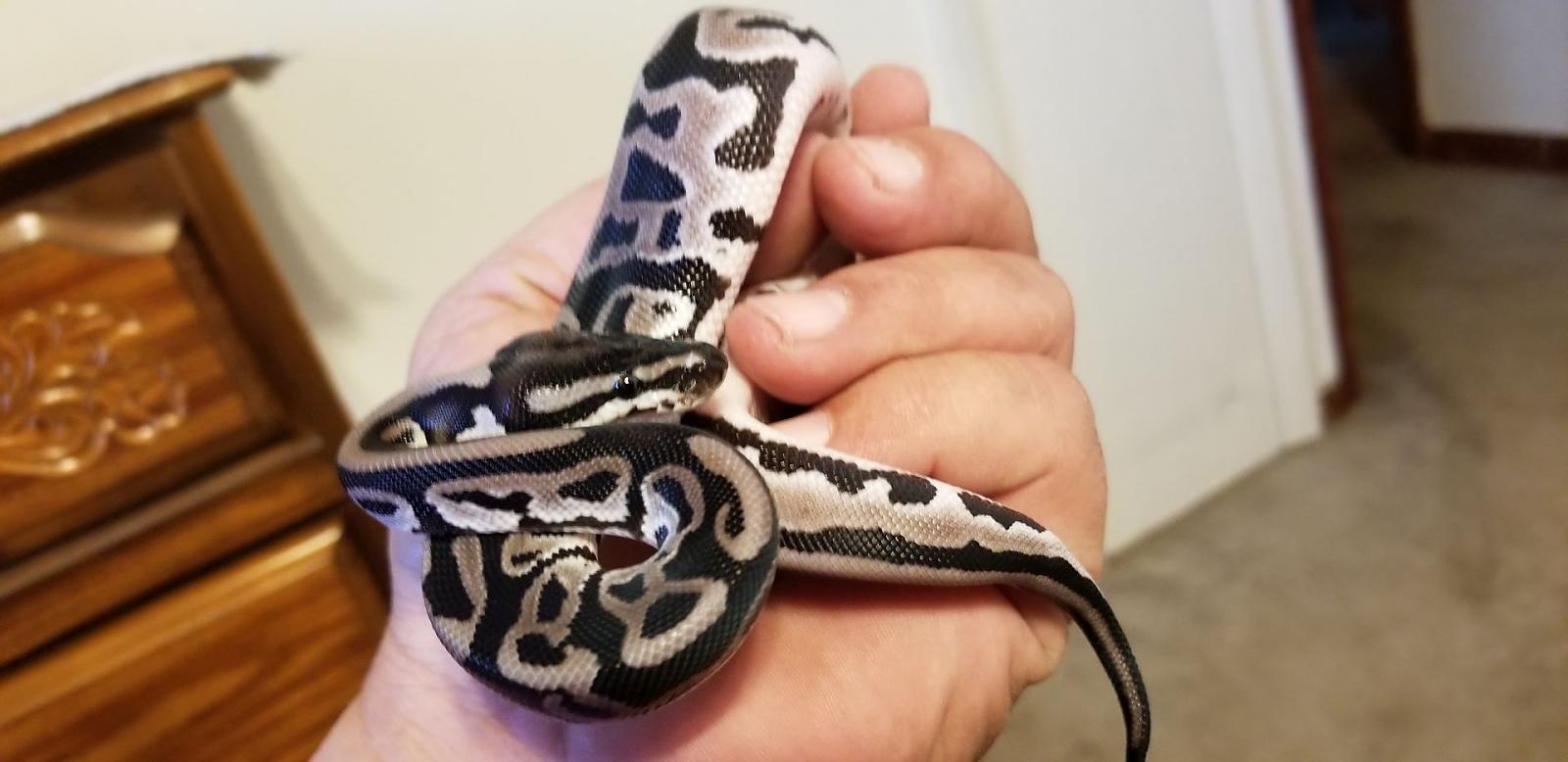 Axanthic