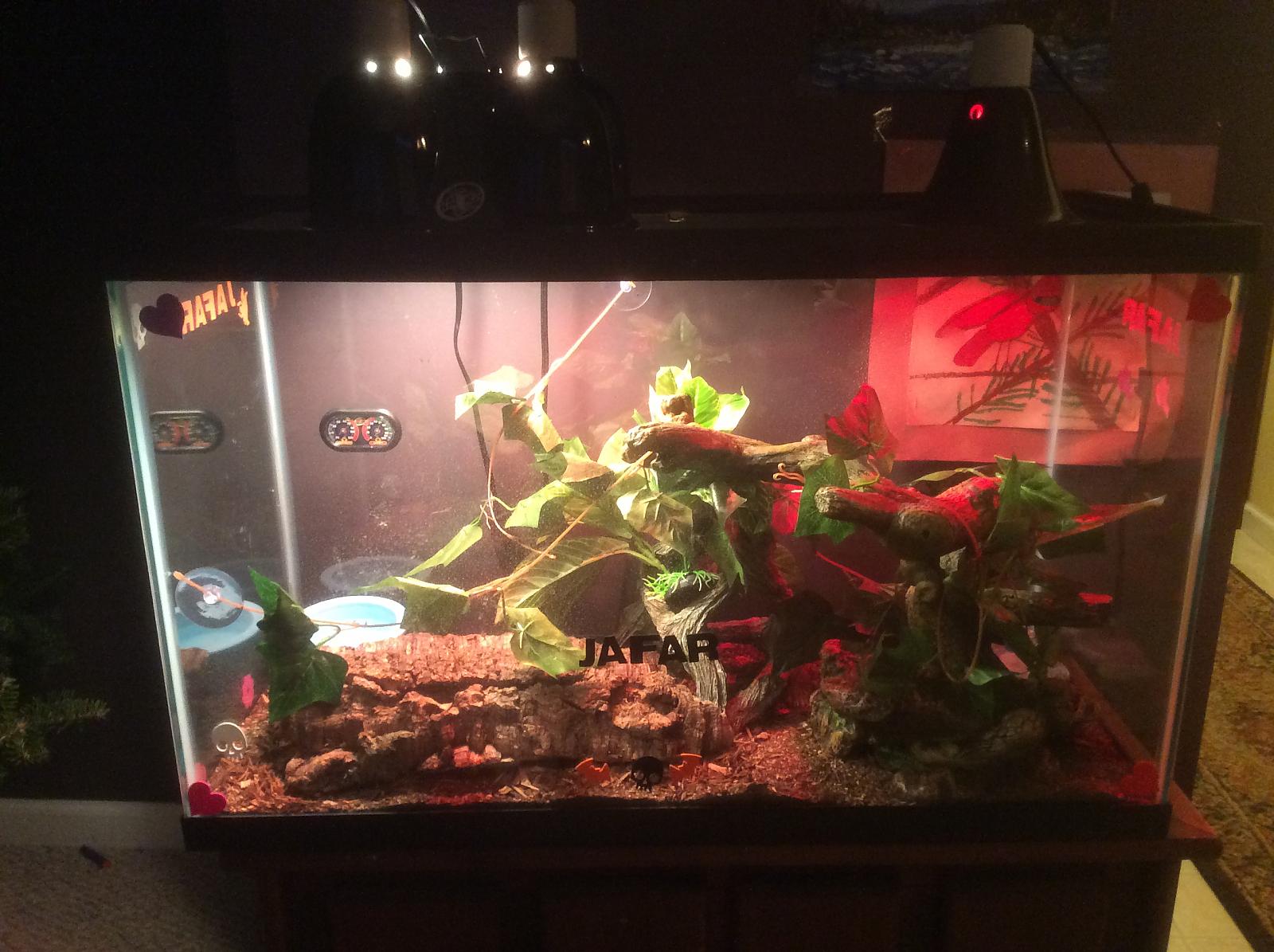 My ball pyton set up