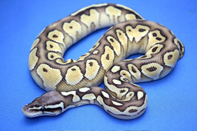 Cajun Pastel Butter