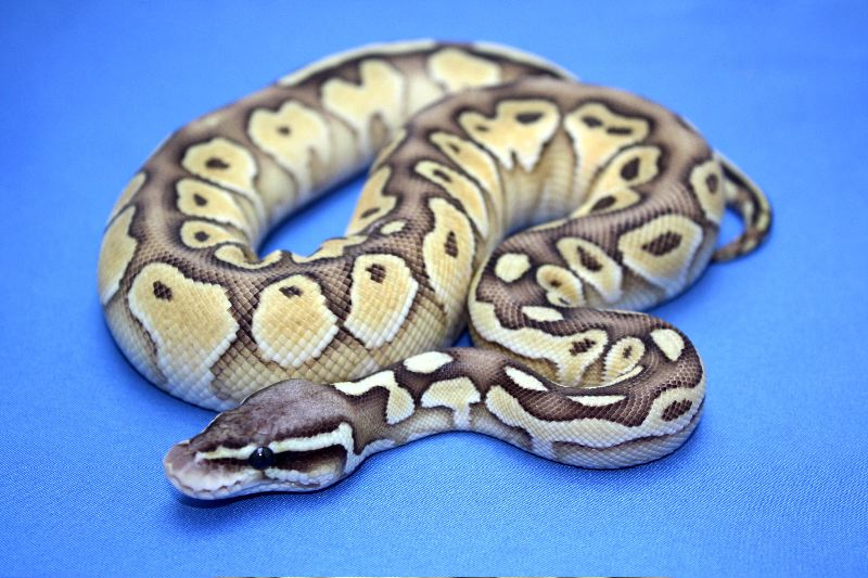 Cajun Pastel Butter