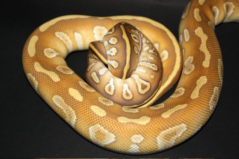 Caramel Mojave Project