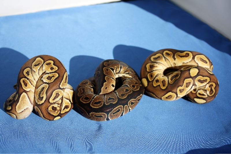 Cajun Yellow Belly