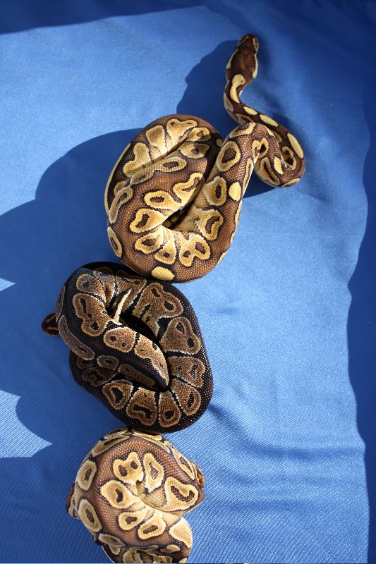 Cajun Yellow Belly
