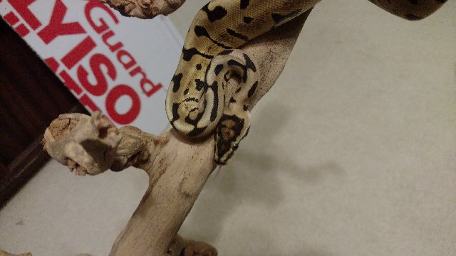 python-2