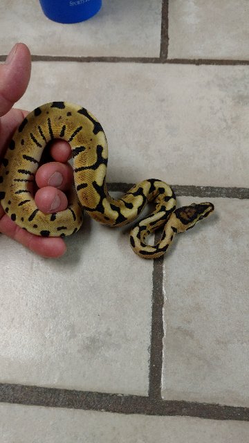 python-3