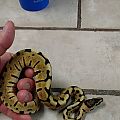 python-3