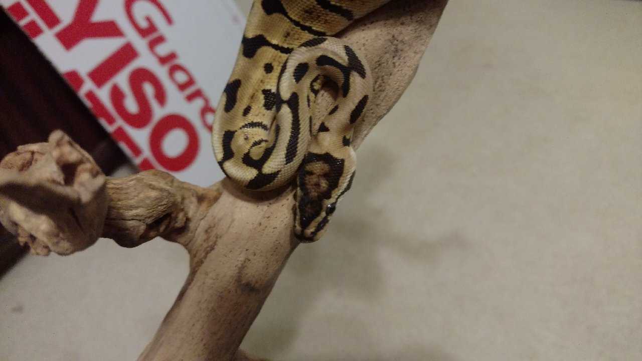 python wolverine pic-2