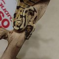 python wolverine pic-2