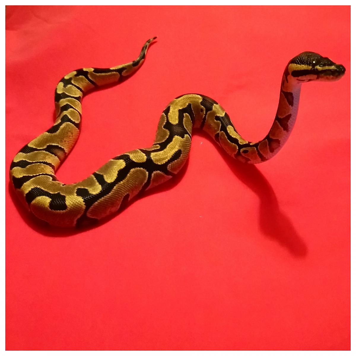 Pandora the Enchi