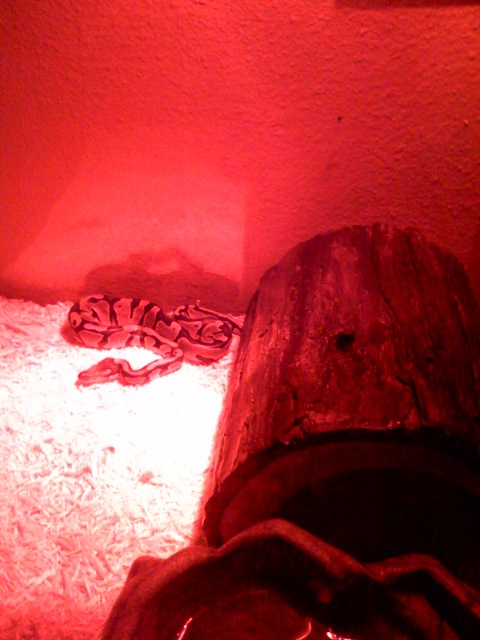 his house :) his night lite is on