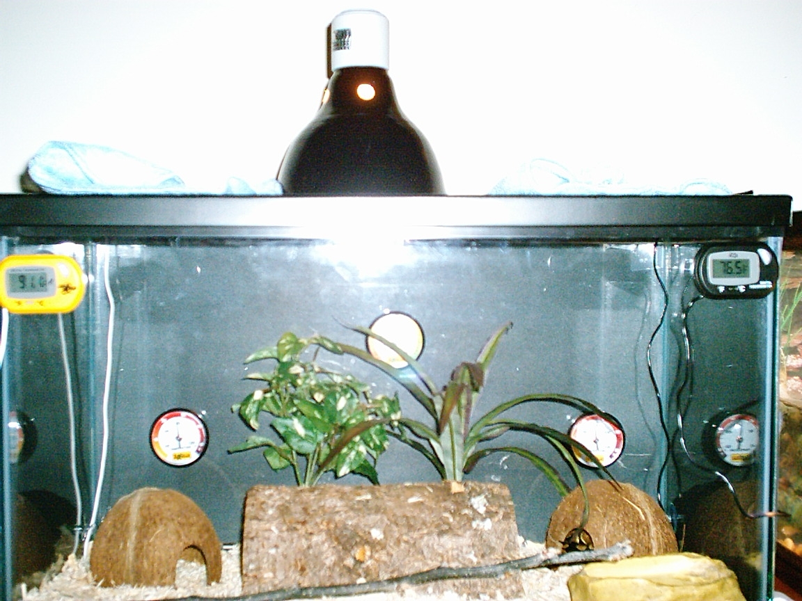 Snake Tank
