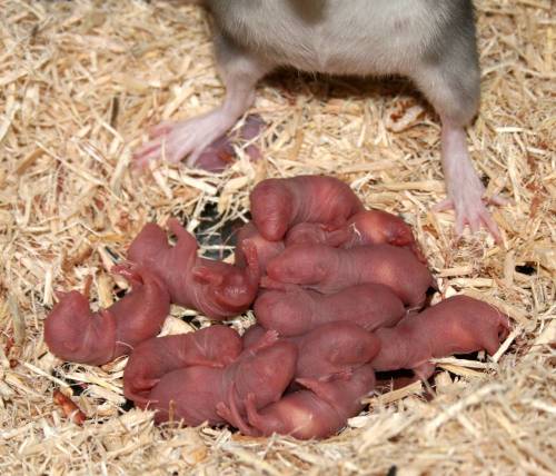 Blue Rats