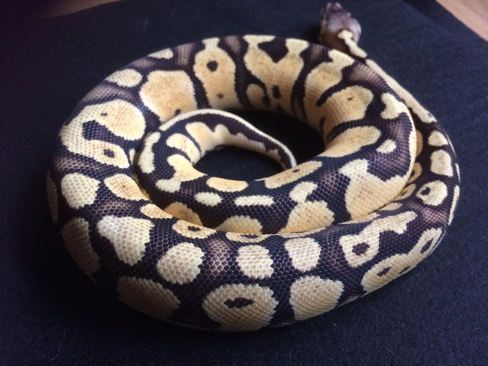 Custard