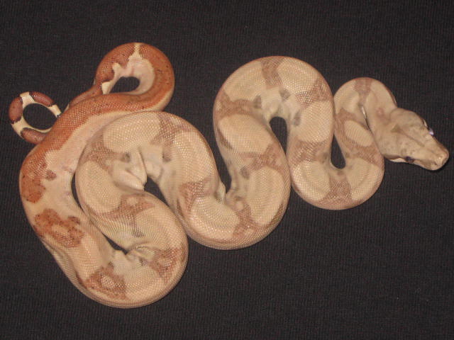 Boa Babies
