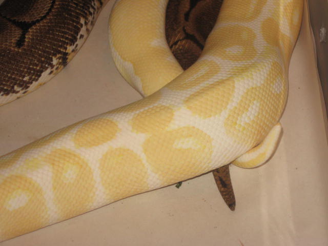 08 Breeding