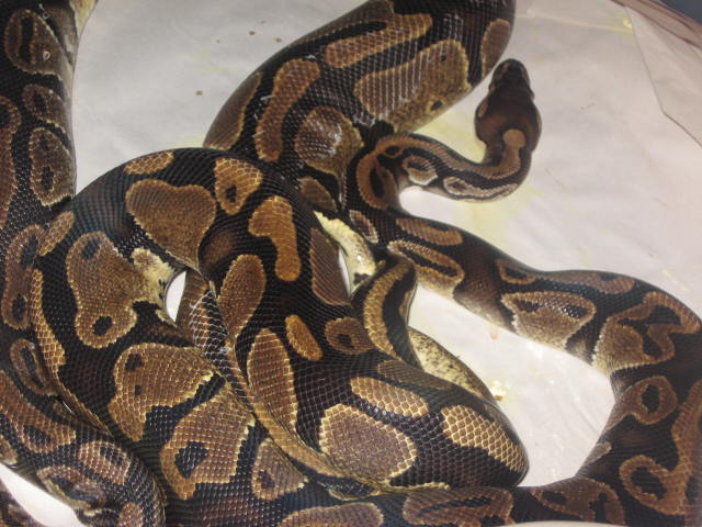 08 Breeding