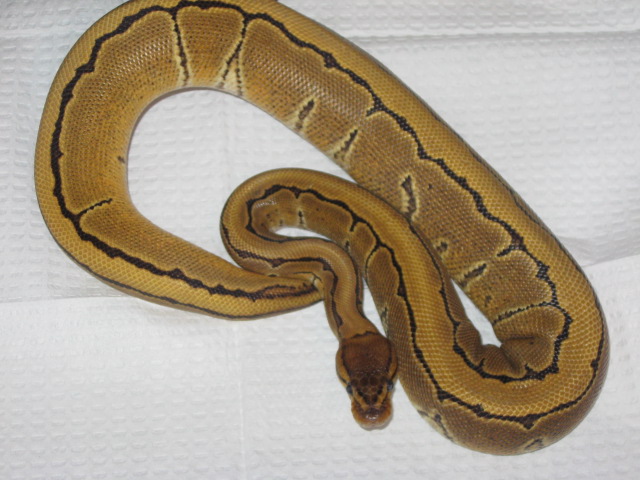 Fat Boy's Ball Pythons
