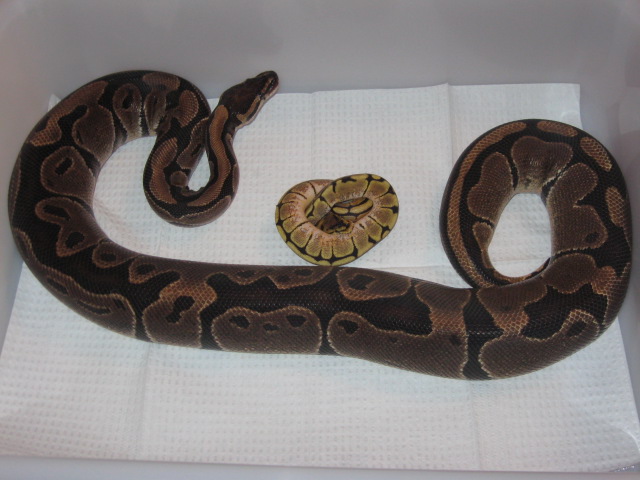 Fat Boy's Ball Pythons