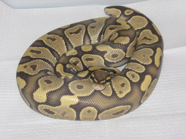 Fat Boy's Ball Pythons