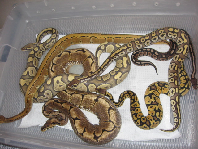 Fat Boy's Ball Pythons