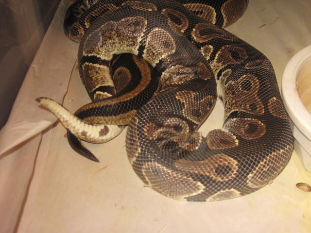 Breeding