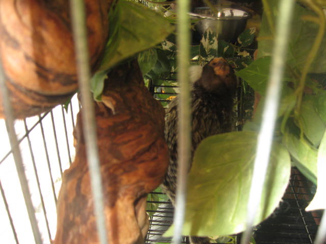 Bud