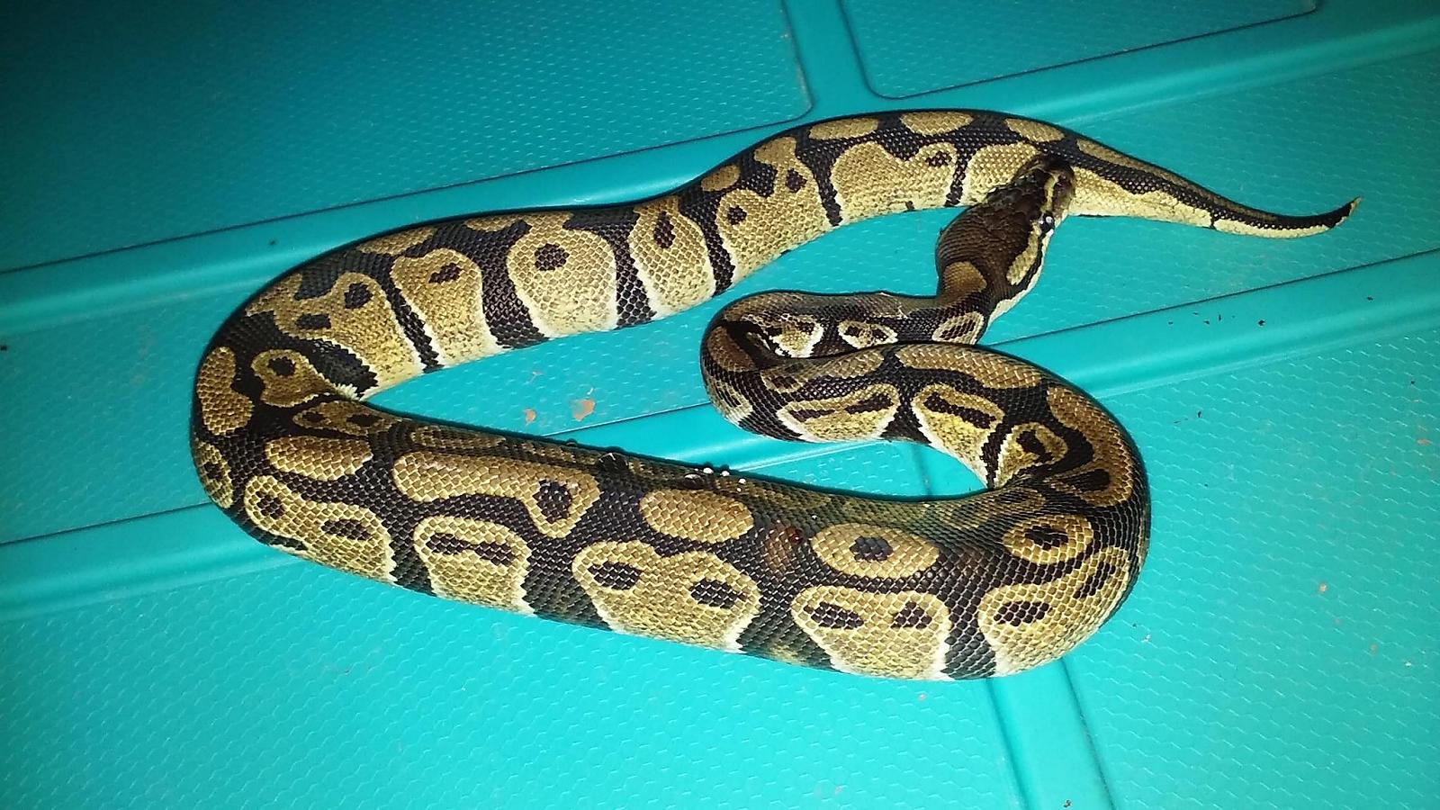 Astrid update