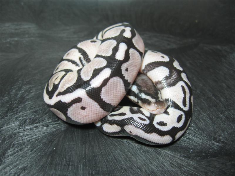 Pastel Axanthic Ball1