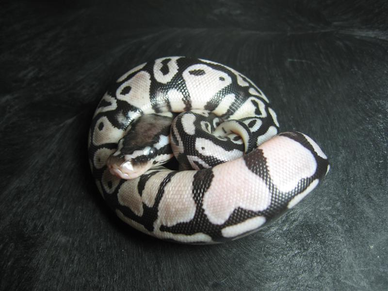 Pastel Axanthic Ball2