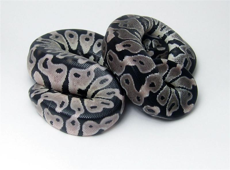 Axanthic Vs. Pastel Axanthic