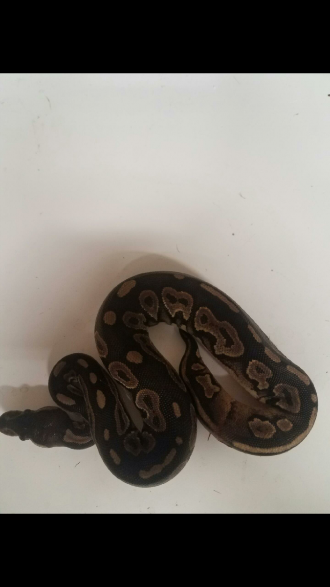 Pair of Cinnamon 100% het pied