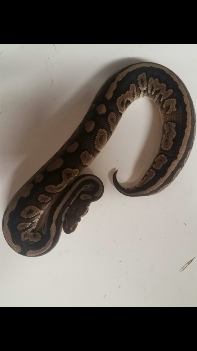 Pair of Cinnamon 100% het pied