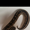 Pair of Cinnamon 100% het pied