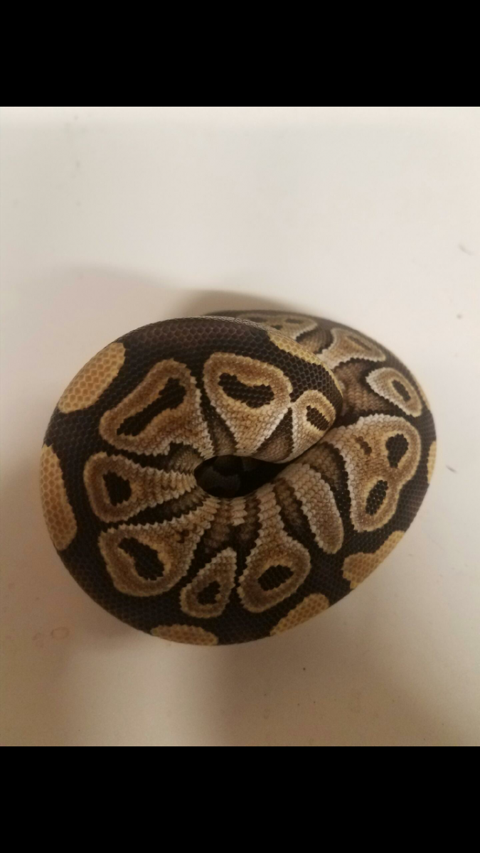 Female mojave